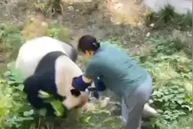 大熊猫袭击饲养员？重庆动物园回应：目前双方均无大碍图片