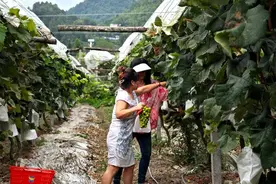 鹤峰下坪：“阳光玫瑰”葡萄成熟争“鲜”上市图片