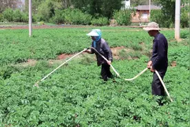 贵州威宁县：早熟土豆管护忙 助农增收添“薯”光图片