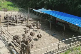 南漳：特种养殖 “鸵”起致富希望图片