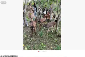 上海交通大学迎来“新顶流”：3只小鹿入住，校园生态林将揭幕图片