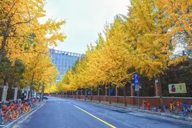 上海长宁秋日氛围弥漫，这个季节的校园太美了图片