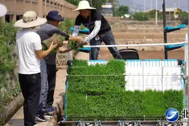 种植能手的“胜负欲”图片