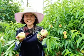 六月引蝉鸣，蟠桃香四溢！青浦本地“蟠桃会”等你来闹~图片