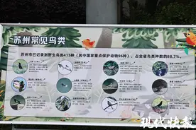 苏州记录到鸟类415种，占全省鸟类种数的88.7%图片