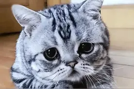 兽医劝告：不要有这些行为，在猫咪眼里，这是“不爱它”的表现！图片