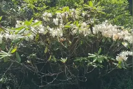 “植物界大熊猫”小溪洞杜鹃“现身”湖南炎陵图片