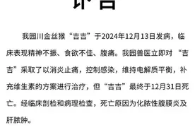 重庆动物园通报：金丝猴“吉吉”死亡图片