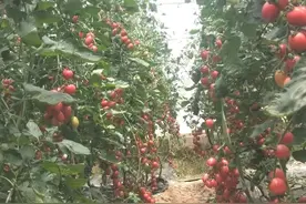 亦蔬亦果，来一场与三色小番茄的约会吧！图片