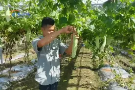 三亚：推广耐湿热蔬菜新品种新技术 保障本地蔬菜供给图片