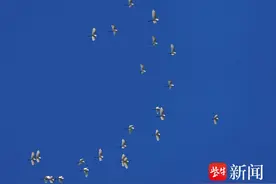 南京蓝晶晶的天空中，一群鹭鸟飞舞着变幻奇妙阵形——图片