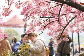 花朝春时 香郁良辰 2025年静安花朝节正式启幕图片