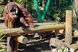 看猩猩画家现场作画，红山动物园举办猩猩关爱周游园会图片