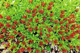 植物在高原如何生长？（把自然讲给你听）图片
