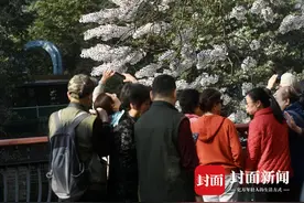 成都红星桥泡桐花太火啦！游客自带板凳拍照｜图集图片