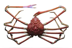 比帝王蟹还大的“杀人蟹”！好吃吗？图片
