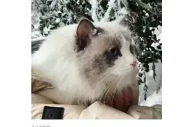 持续更新丨朋友圈炸了！城区下大雪！昆明人想玩雪的心根本压不住！图片