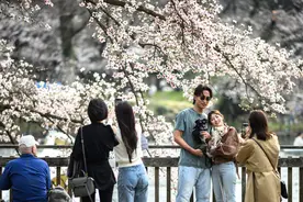 （外代一线）日本：樱花盛开引游人图片
