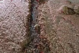 夜晚大桥上飞虫像下雪一样，湖南一地回应：是蜉蝣，“至少上10亿只”图片