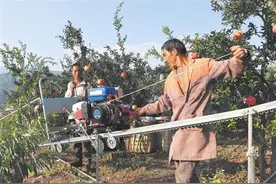 会泽：开启盐水石榴运输“加速度”图片