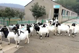 国家级名录！荆门“楚宝黑头羊”入选图片