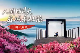 上春山！麻城杜鹃花惊艳亮屏武汉地铁图片