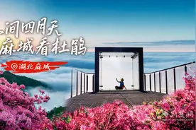 上春山！麻城杜鹃花惊艳亮屏武汉地铁图片