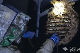 鹤峰：蜂蛹迎来首季丰收 高蛋白美食深受青睐图片