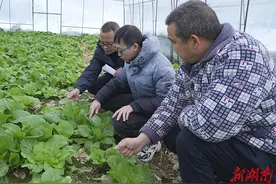 鹤城区：蔬菜大棚雪后如何管理 ，农技人员及时支招图片