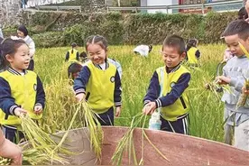 这堂田间实践课让幼儿们津津乐“稻”图片