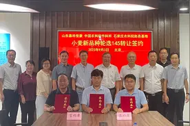 970万元！农科院小麦品种“轮选145”使用权拍出高价图片