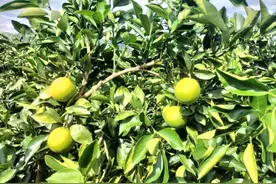 美好生活在云南｜玉溪元江万亩冰糖橙“抢鲜”上市图片