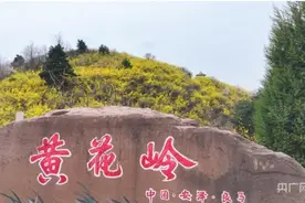 安泽黄花岭景区连翘花海美如画图片