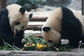 一顿猛炫 动物们吃上“腊八大餐”图片