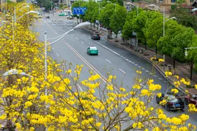 重庆南川区：黄花风铃木盛开 点缀街景如诗如画图片