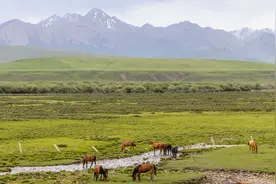 甘肃山丹：祁连山下骏马奔腾图片
