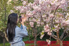 河南鹤壁繁樱绽放引游人图片