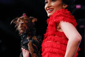 （外代一线）纽约时装周上演宠物服饰秀图片