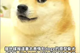 知名Doge表情包原型柴犬去世 享年18岁图片
