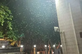 上海昨晚白蚁“大爆发”？冲上热搜！鸡皮疙瘩掉一地……图片
