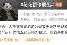 熊猫届顶流“花花”感冒了，暂停营业！图片