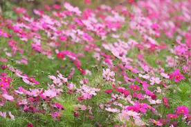 格桑花、黄花风铃木浪漫“上线”，南宁春日增美景→图片