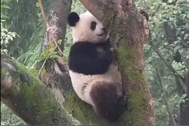 重庆动物园“莽小五”终于下树了图片