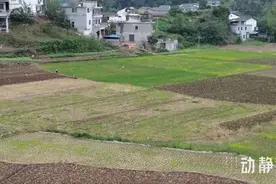 农闲田变增收地，贵州各地秋种忙图片