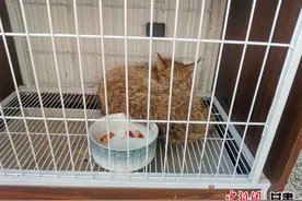 张掖民乐救助一只国家一级保护动物荒漠猫图片