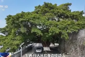 千百岁的古树年龄怎么测出来的？这些绿色“古董”认识一下图片
