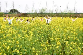 江西南丰：油菜花开迎游客图片