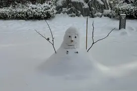 全青岛都下了大雪除了平度！即墨、西海岸积雪超过10厘米图片
