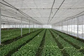 应对高温“烤”验，这里的蔬菜种植有“凉”策图片