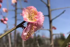 漫步在家乡的春天图片